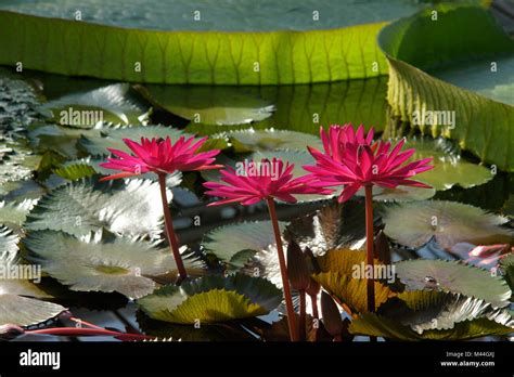Nymphaea Rubra Red Flare Rote Seerose Red Waterlily Stock Photo Alamy