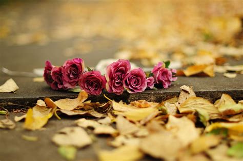 autumn flower pictures for wallpaper 66 images