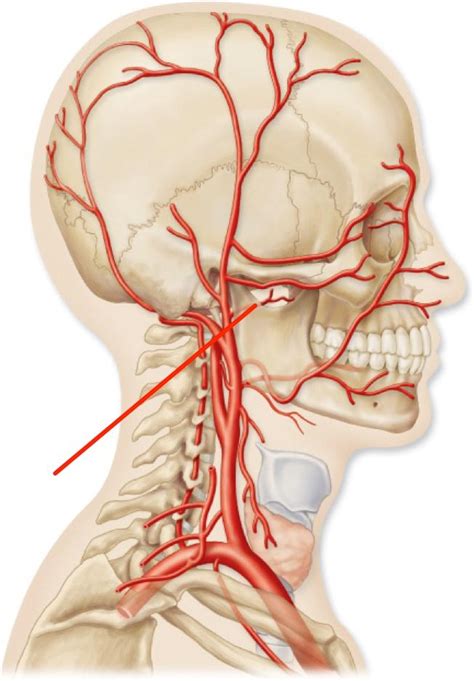 Common carotid artery schematic of the proximal aorta and its the left common carotid varies in its origin more than the right. Head and Neck at Johnson County Community College - StudyBlue