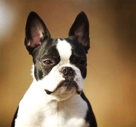 65 Boston Terrier French Bulldog Cross Puppies Image Bleumoonproductions