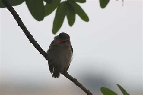 夜明けのチャガシラショウビンbrown Hooded Kingfisher レッドドラゴンの鳥見旅行記