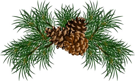 Pinecone clipart eastern white pine, Pinecone eastern white pine Transparent FREE for download ...