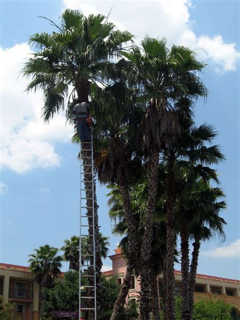 Dude Trimming Some Palm Trees
