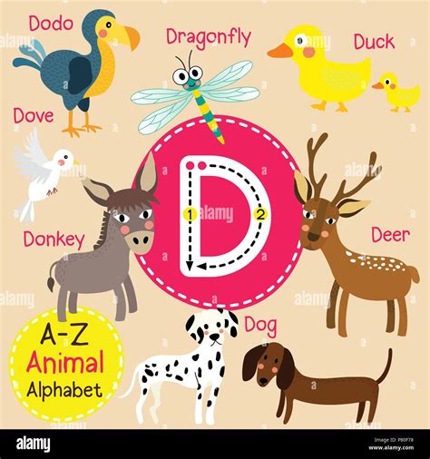 Cute Children Zoo Alphabet D Letter Tracing Of Funny Animal Cartoon For