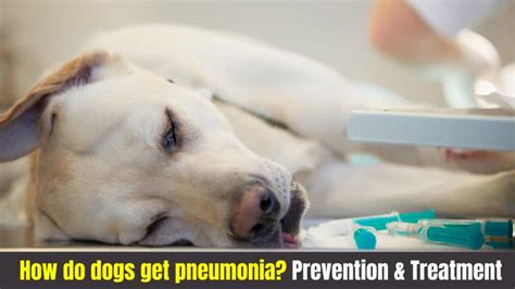 How Do Dogs Get Pneumonia Treatment Prevention Serve Dogs