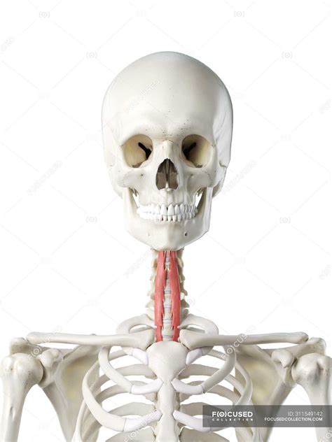 Human Skeleton Model With Detailed Longus Colli Muscle Digital