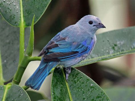 Bird In Everything Songbirds Of North America