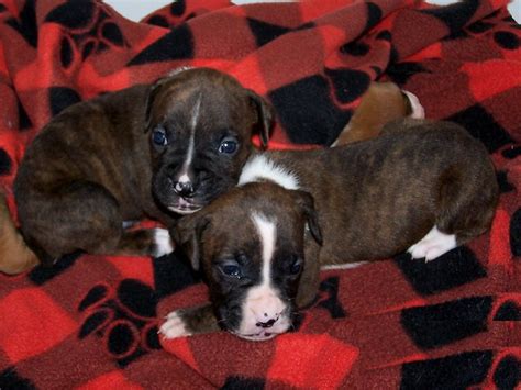 3 Week Old Brindle Boxer Puppies A Photo On Flickriver