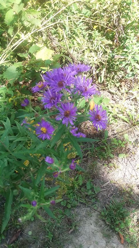 Some Purple Flowers Are Growing In The Grass