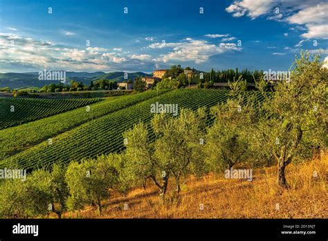 Vineyards And Olive Groves Framed The Rocca Di Castagnoli In The Heart