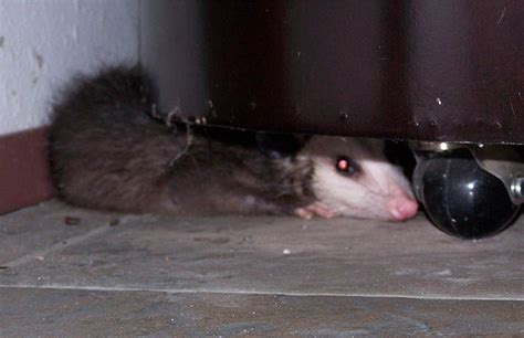 Opossum Visiting Our House July 2014 Animals Wild Animals Opossum