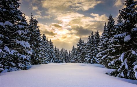 Wallpaper Winter Forest Snow Norway Images For Desktop Section