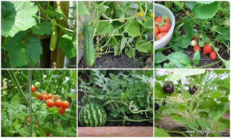 Kitchen Garden Vegetable Garden How To Grow Your Own