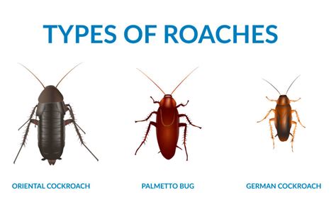 A Beginner S Guide To Roaches In South Carolina Exclusive Pest Control