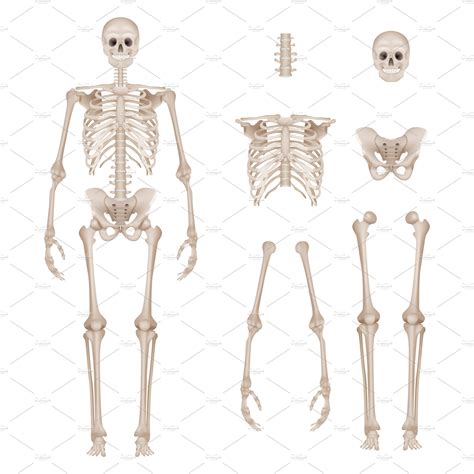 Human Skeleton Body Parts Skull Bon Graphics Creative Market