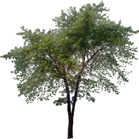 Идеи озеленения Ландшафтный дизайн Акварельные деревья