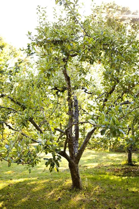 Maybe you would like to learn more about one of these? The best backyard fruit trees for New England - The Boston ...