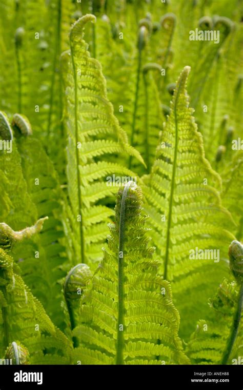 Unfurling Fronds Of Ferns In Spring Stock Photo Alamy