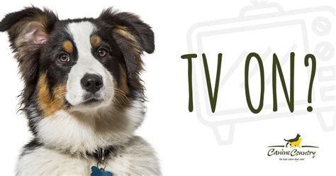 Top 21 What To Leave On Tv For Dogs Lastest Updates
