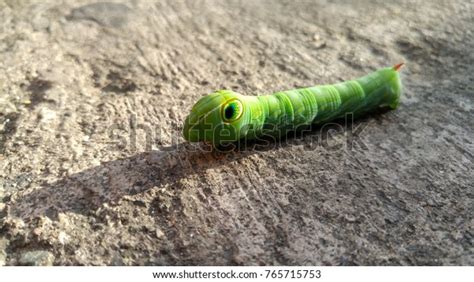 Pergesa Acteus Moth Stock Photo Shutterstock
