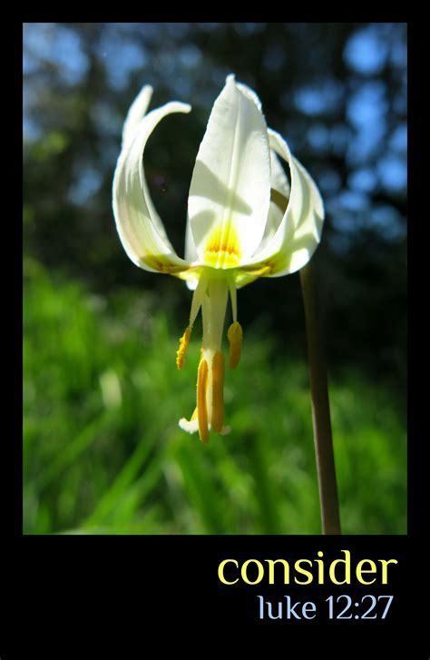 Consider Praise And Worship Lilies Of The Field Scripture Verses