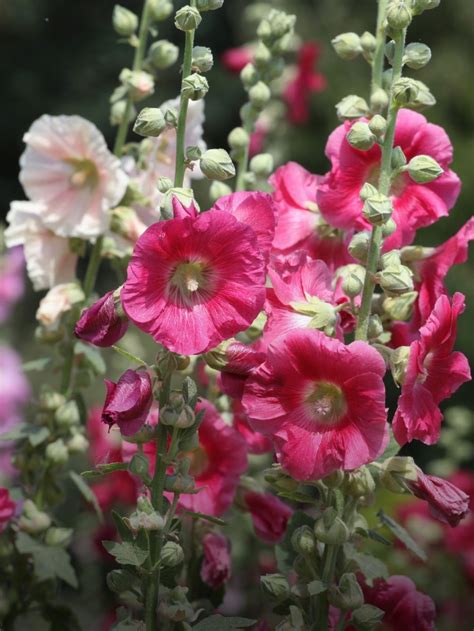 10 Beautiful Flowers For Winter Sowing Epic Gardening