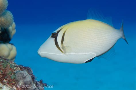 Boomerang Triggerfish Sufflamen Bursafish Guide For Divers Shiny Ace