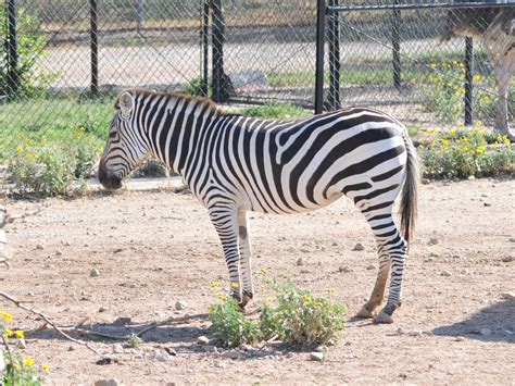 The Online Zoo Plains Zebra