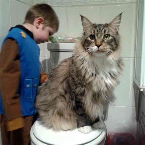 Largest Maine Coon Cats From Around The World Big And Huge Cats My