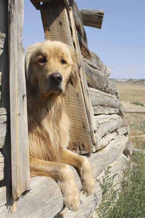 Now try to guess where the gold is hidden! Wild West | Golden retriever, Golden retriever photography