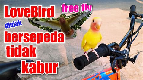 Lovebird Super Jinak Asyik Bersepeda Cuplikan Leo Free Fly Youtube
