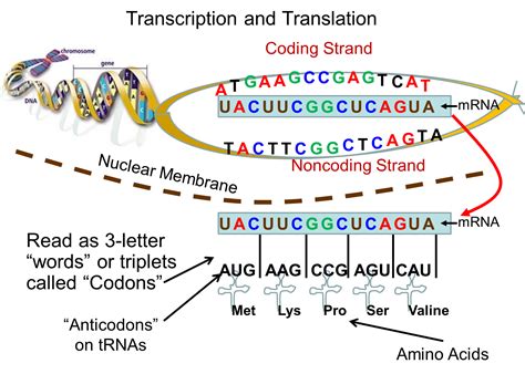 It acts as a photocopy of a gene by having a sequence. Test 3 - Anatomy & Physiology 101 with Ferguson at Ivy ...