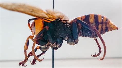 Invasive ‘murder Hornet In The Us For The First Time Wcbd News 2
