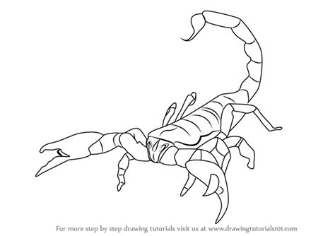 How To Draw An Emperor Scorpion Scorpions Step By Step