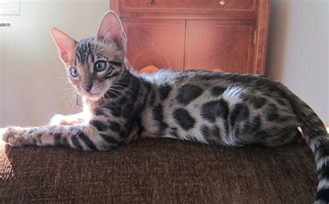 The bengal cat is a domesticated cat breed created from hybrids of domestic cats, especially the spotted egyptian mau, with the asian leopard cat (prionailurus bengalensis). bengal colors - Auroralights bengals of Michigan