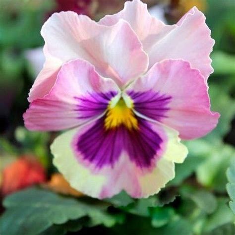 Pin By Elsa Lumby On Pansy Holic Pansies Flowers Plants