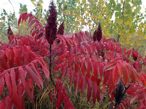 How To Grow And Care For Smooth Sumac Rhus Glabra Flipboard