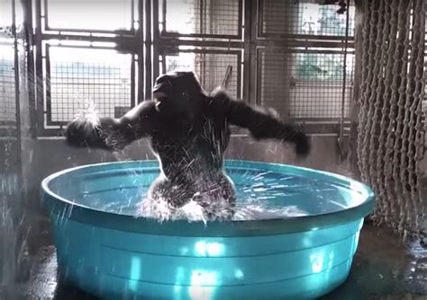 Trending Now Gorillas Bath Include Dance Break Infonews Thompson