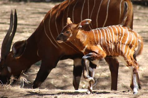 Bongo Calf Born At Dubbos Taronga Western Plains Zoo Daily Liberal