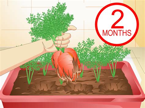 3 Ways To Grow Carrots In Pots Wikihow