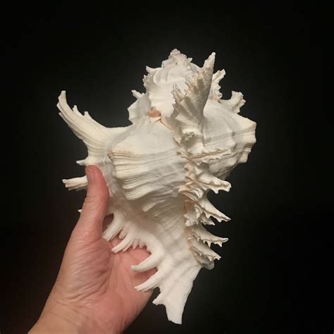 Maybe you would like to learn more about one of these? Fabulous Ramose Murex sea shell, available at natur.