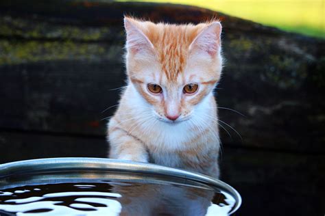 Why Are Cats So Afraid Of Water Cat Meme Stock Pictures And Photos