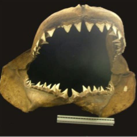 Evolution Systematics And Conservation Of Cartilaginous Fish
