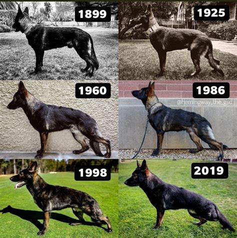 How The German Shepherd Breed Has Evolved Germanshepherds