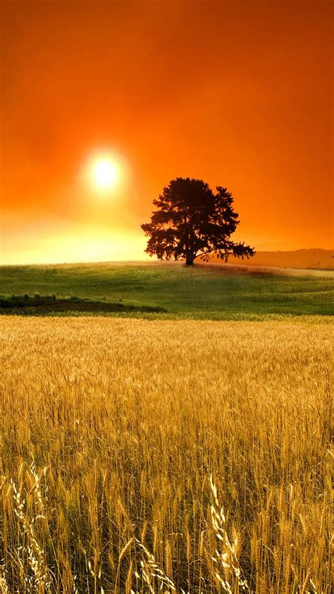 1920x1080px 1080p Free Download Wheat Field Hills Nature