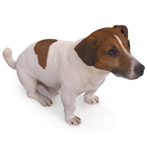 Jack Russell Sitting D Model By Renderbot Llc Jack Russell D