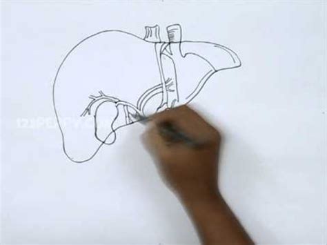 The human liver anatomy is easy to understand. How to Draw a Liver - YouTube