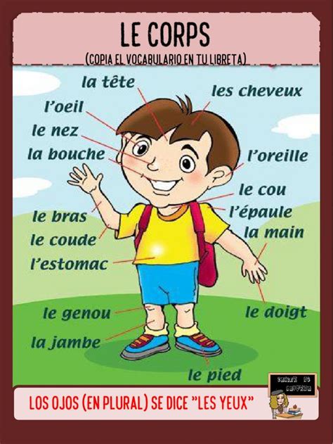 Le corps (VOCABULAIRE) worksheet | French language lessons, French kids ...