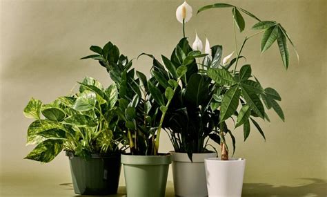 How To Keep Your Houseplants Healthy And Thriving Latest Tips And Tricks