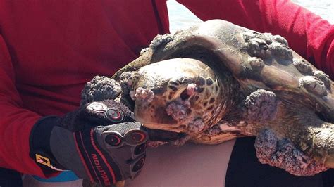 Sea Turtles With Potentially Deadly Herpes Lesions On The Rise On Great